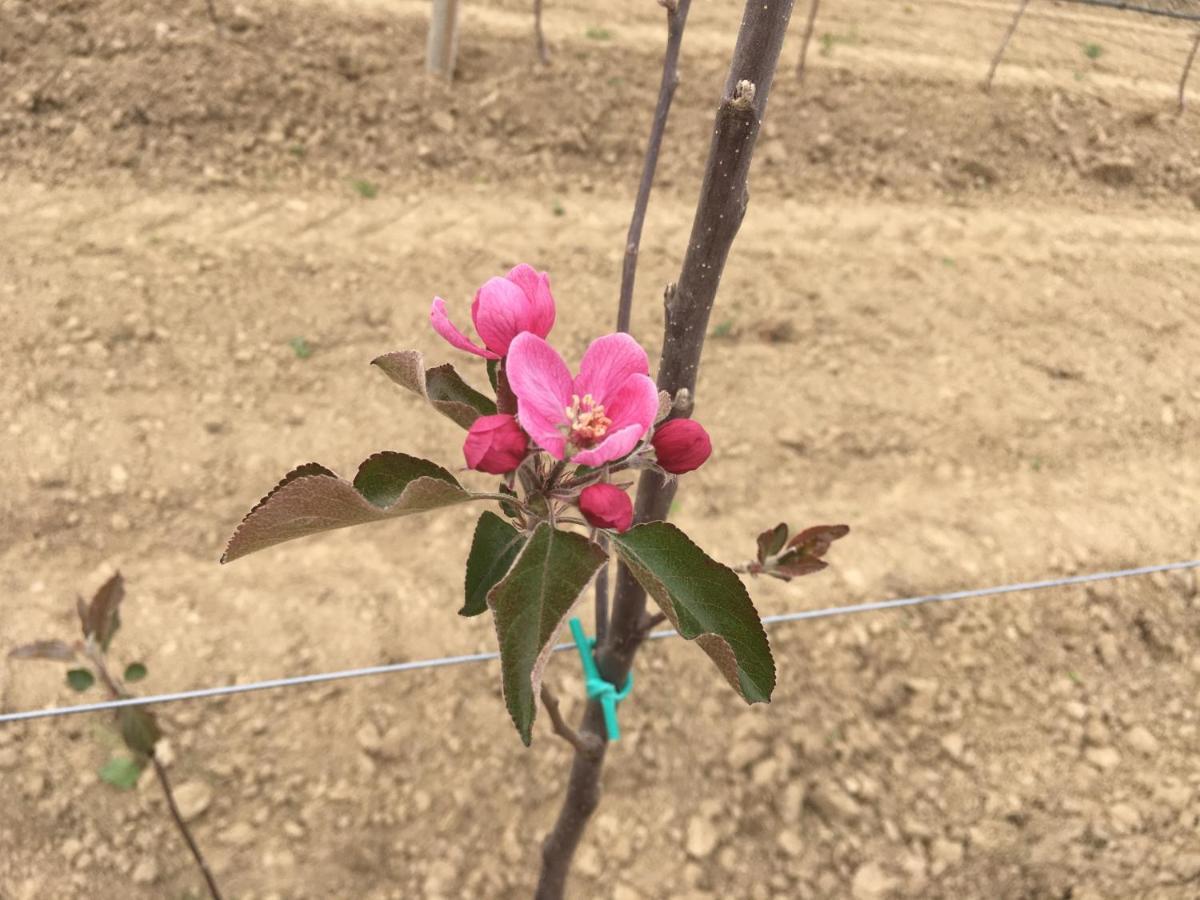Agrialpi By Salfrutta Panzió Bricherasio Kültér fotó