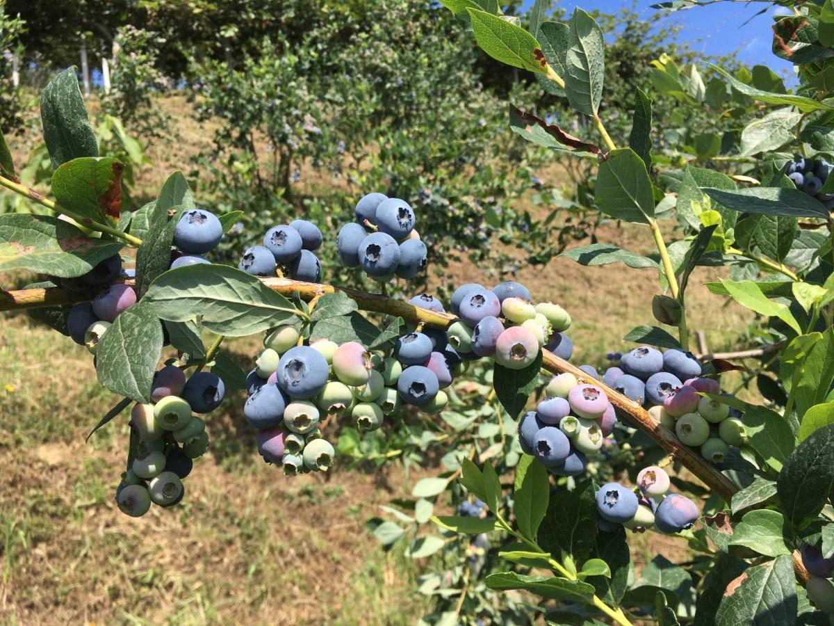 Agrialpi By Salfrutta Panzió Bricherasio Kültér fotó