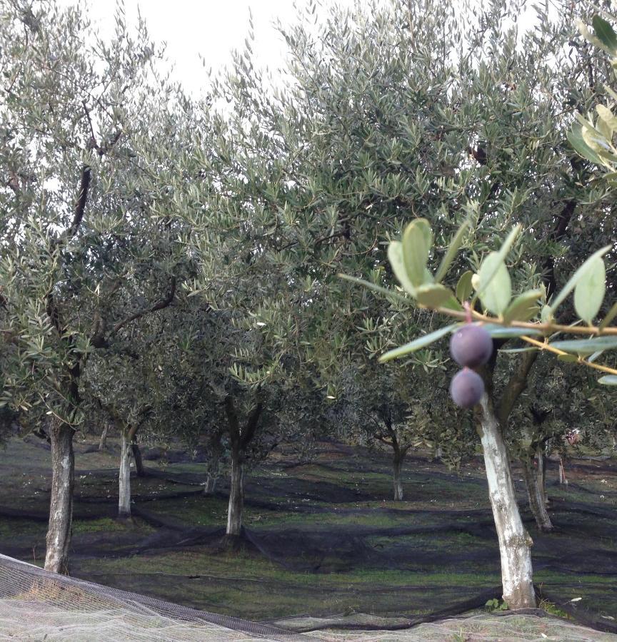 Agrialpi By Salfrutta Panzió Bricherasio Kültér fotó